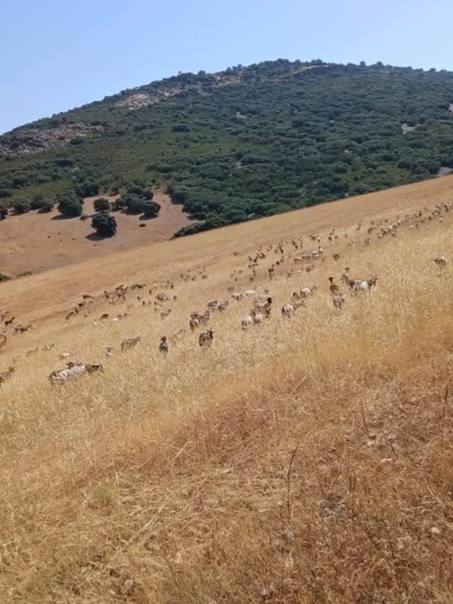 La calidad de nuestros productos comienza aquí: en el campo, cuidando cada día de nuestras cabras 🐐🌿.